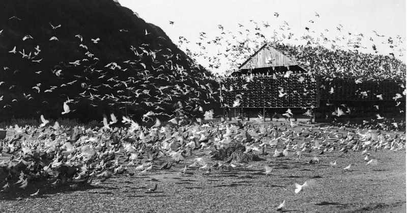 Pigeons In WW2