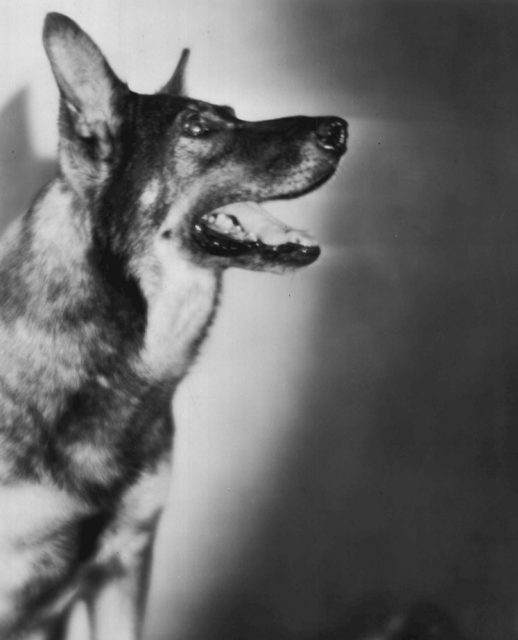 rin tin tin stuffed dog