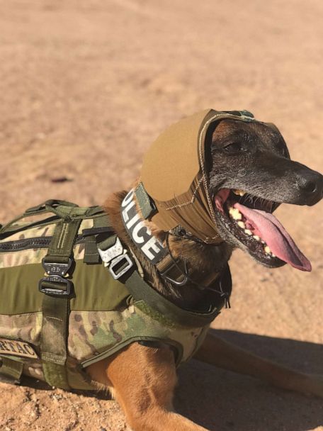 US Army Develops Sound-Deadening Headgear for Their Military Dogs