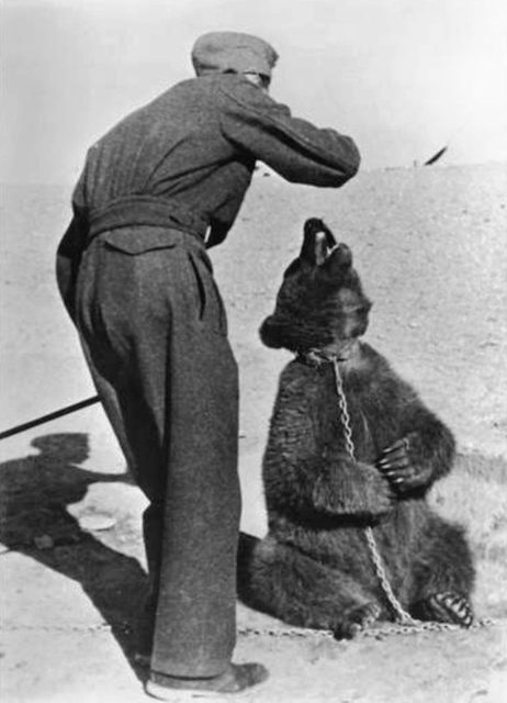 Polish solider standing over Wojtek