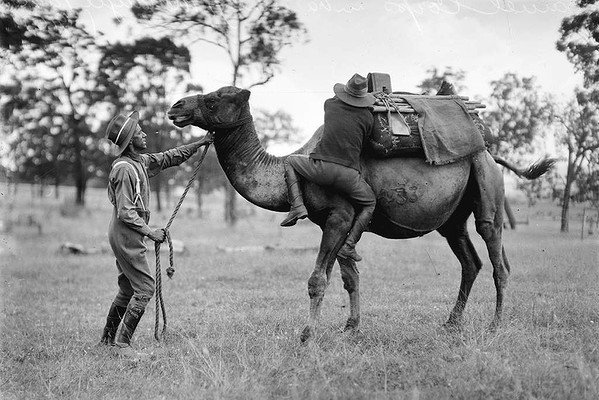 Army Camel Corp