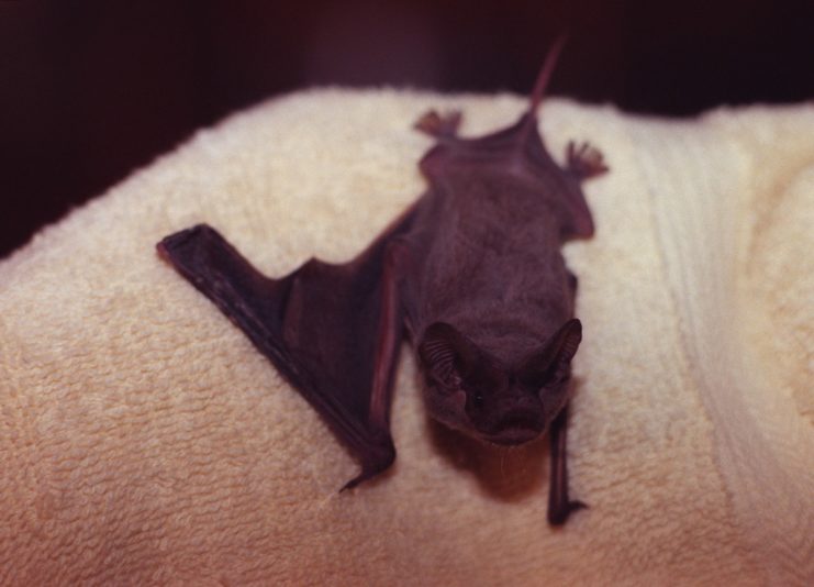 Mexican free-tailed bat