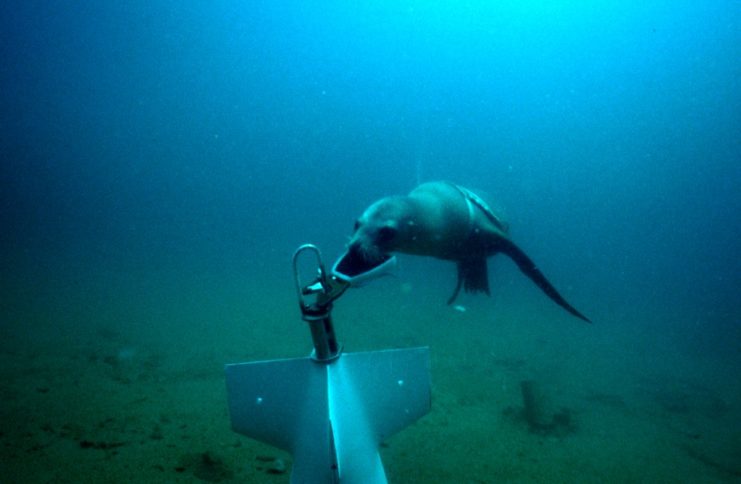 Navy Sea Lion