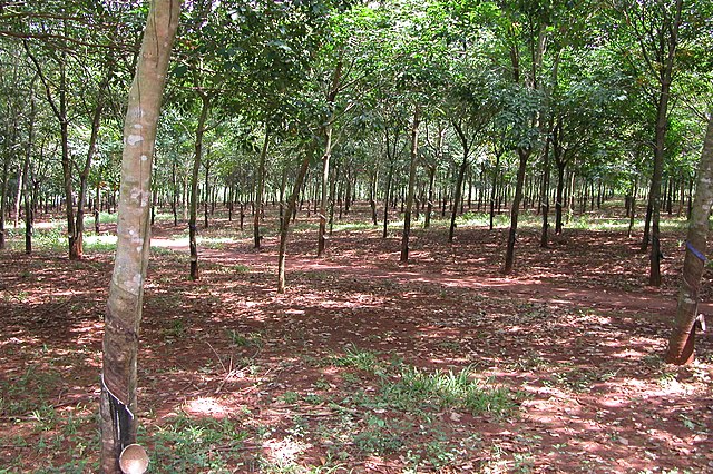 Forested area, with sun peaking through the trees