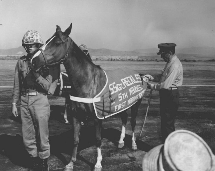 Two US Marines standing around Sergeant Reckless