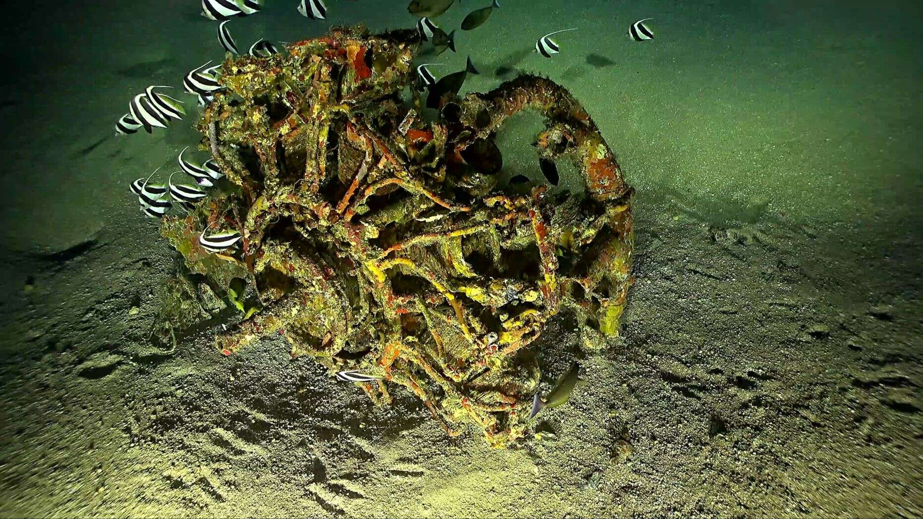 Grumman TBF Revealed in Amazing Seabed Images | War History Online