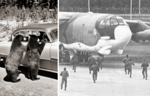 bears looking into car at yosemite park, and airmen scrambling to their planes (unrelated)