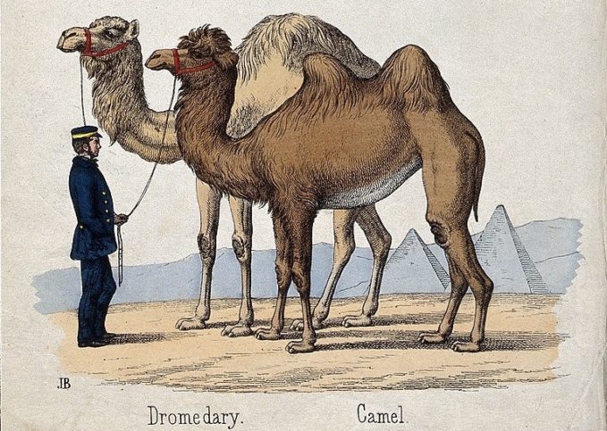 The Curious Case Of The US Camel Corps | War History Online