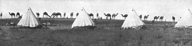 Camels standing around tents