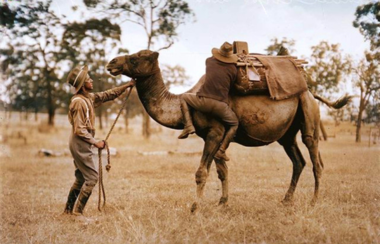 Man standing with a camel in a grassy field