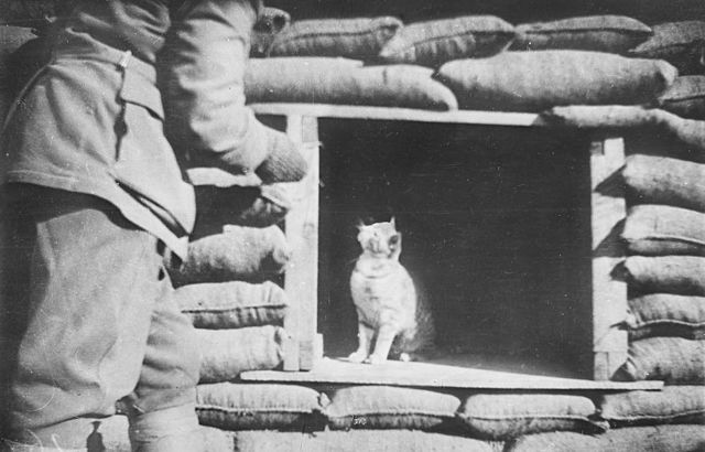 Soldier approaching a cat sitting in the opening of a trench dugout