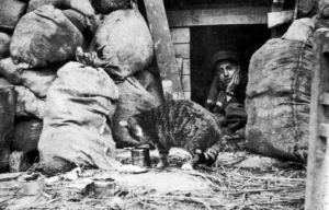 French soldier lying in the entrance to a dugout, watching a cat eat