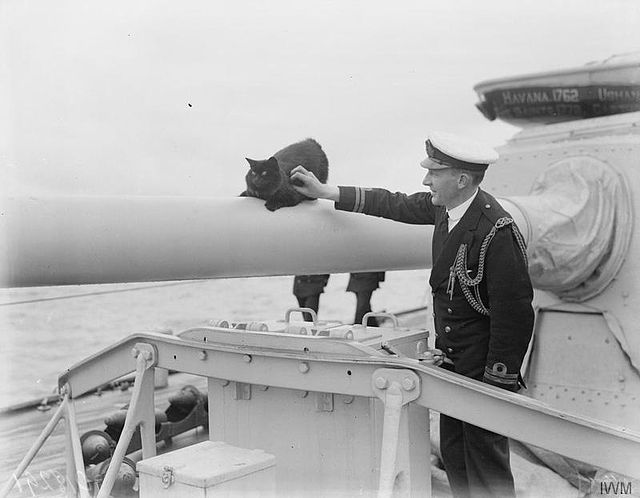 British Royal Navy lieutenant petting a cat that's lying on the barrel of a naval gun aboard the HMS Centaur (1916)