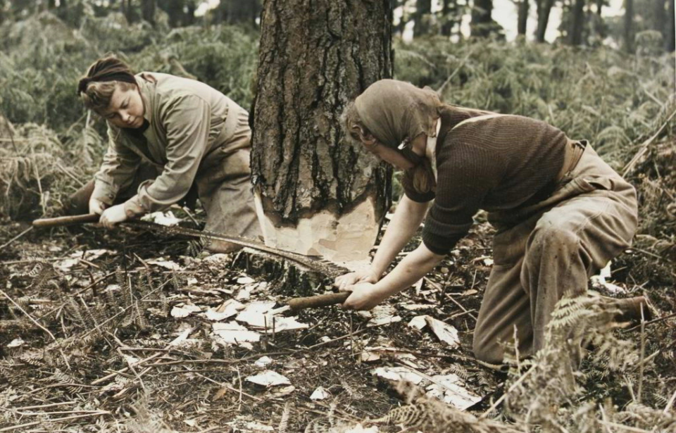 Two members of the Women's Timber Corps (WTC) cutting a tree with a hand saw