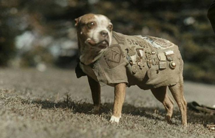 Sergeant Stubby wearing his chamois coat while standing outside