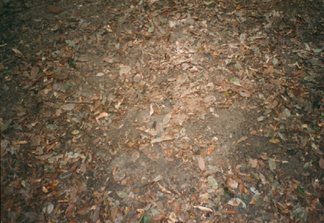 Leaves scattered on the ground