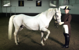 Man standing beside a Lipizzaner horse