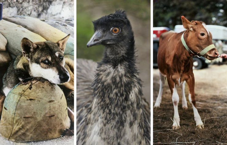 Dog lying down outside + Close-up of an emu + Cow standing in mud