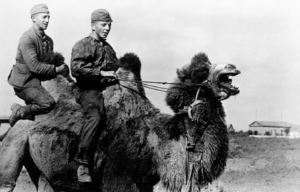 Two German soldiers riding a camel