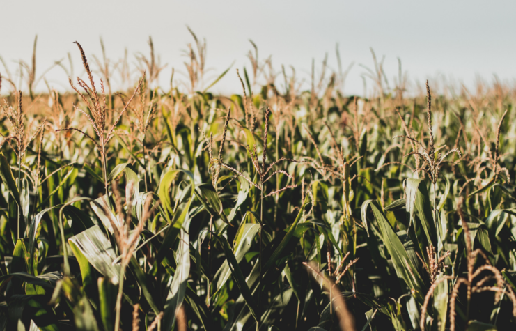 Close-up of a corn field