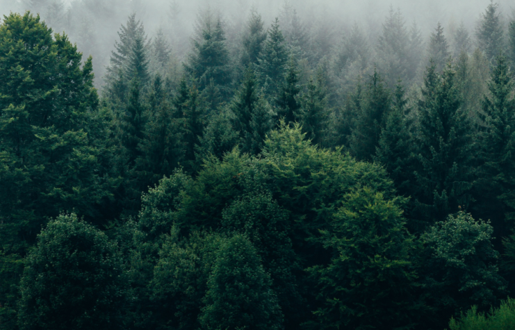 Overhead view of a forest