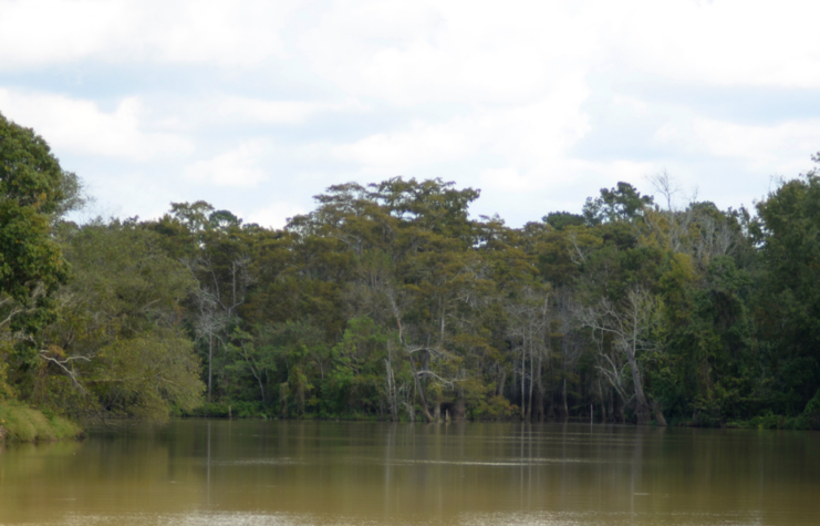 Banks of the Neches River