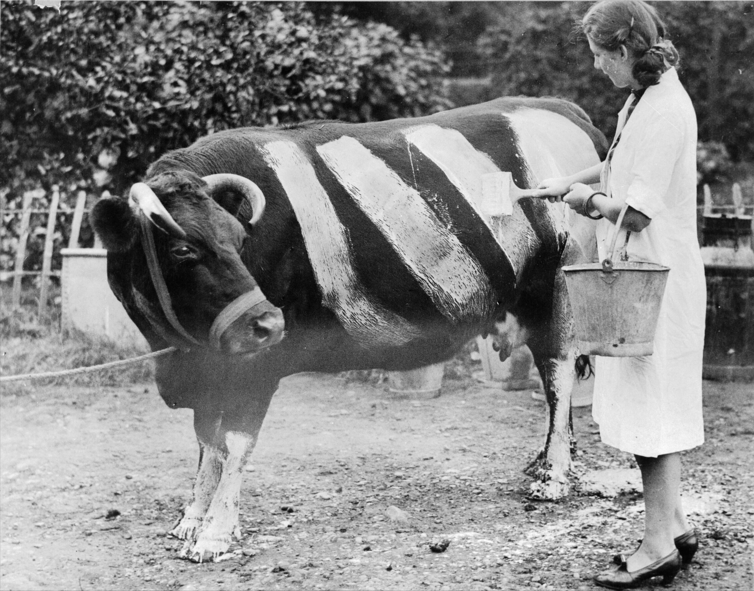 A farmer paints white stripes on a cow .