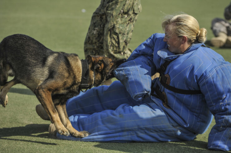 German Shepard bites arm of Vet in blue protective outfit as she lays on grass.