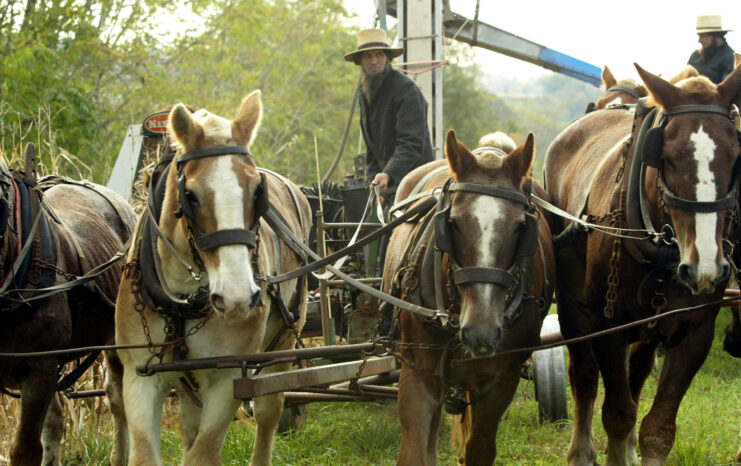 An Amish man harvesting corn with four horses pulling the harvest machinery.