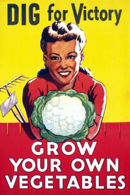 Poster featuring an illustration of a woman holding a head of cauliflower, with the text, "DIG for Victory / GROW YOUR OWN VEGETABLES"