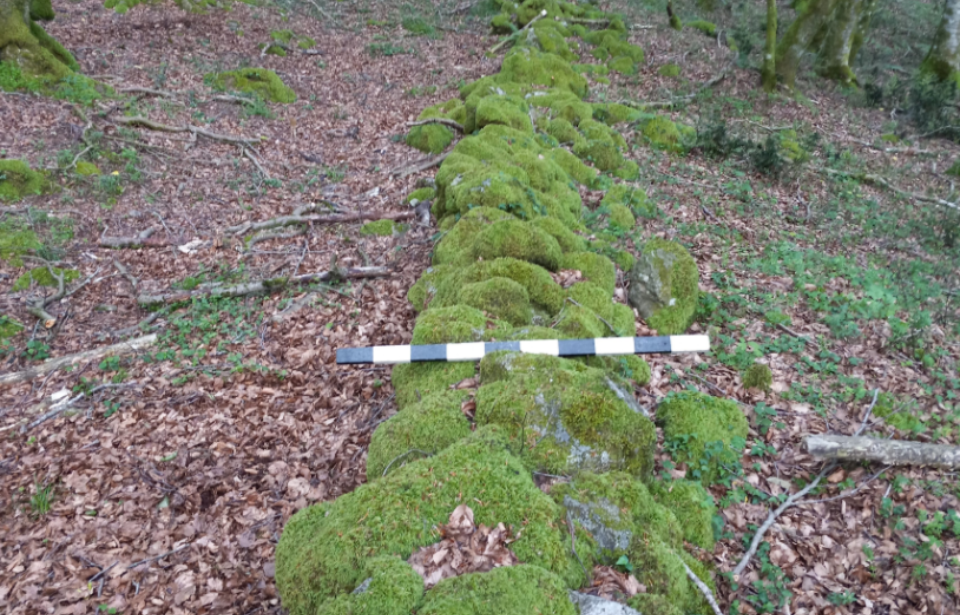 Remnants of a stone wall covered in moss, running along the forest floor