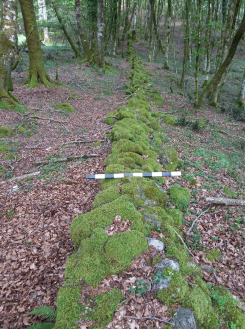 Remnants of a stone wall covered in moss, running along the forest floor