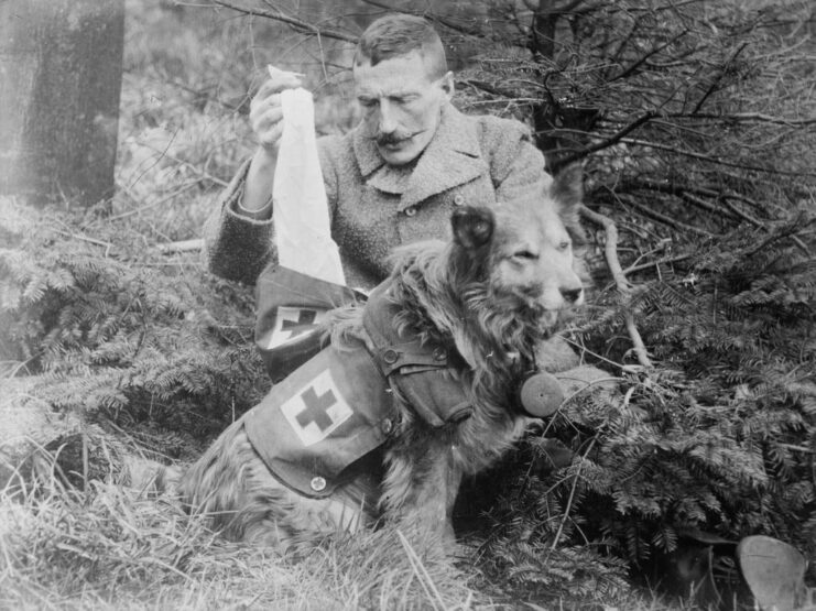 British soldier taking medical supplies from a first aid kit carried by a dog