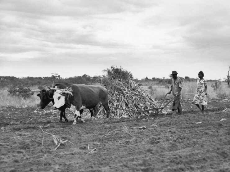 Male farmer and a woman walking behind two cows plowing a field