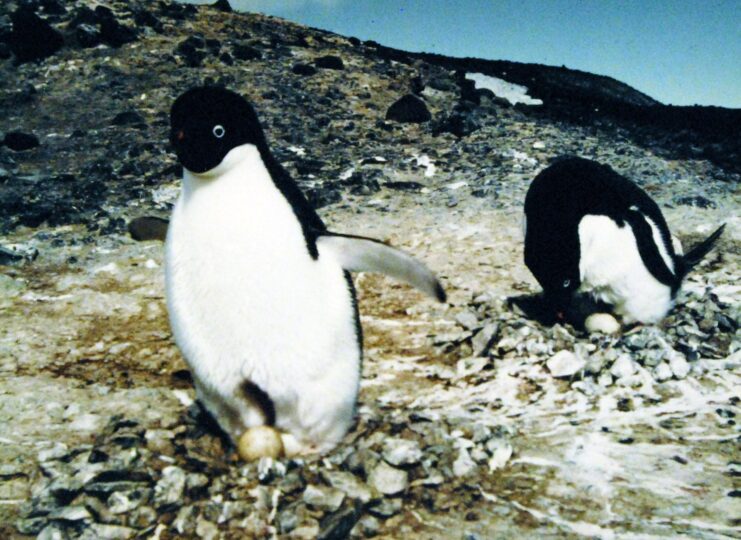 Two Adelie penguins walking through a rocky area of Antarctica