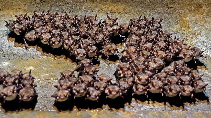 Group of bats hanging from a wall